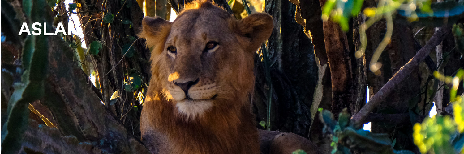 Aslan