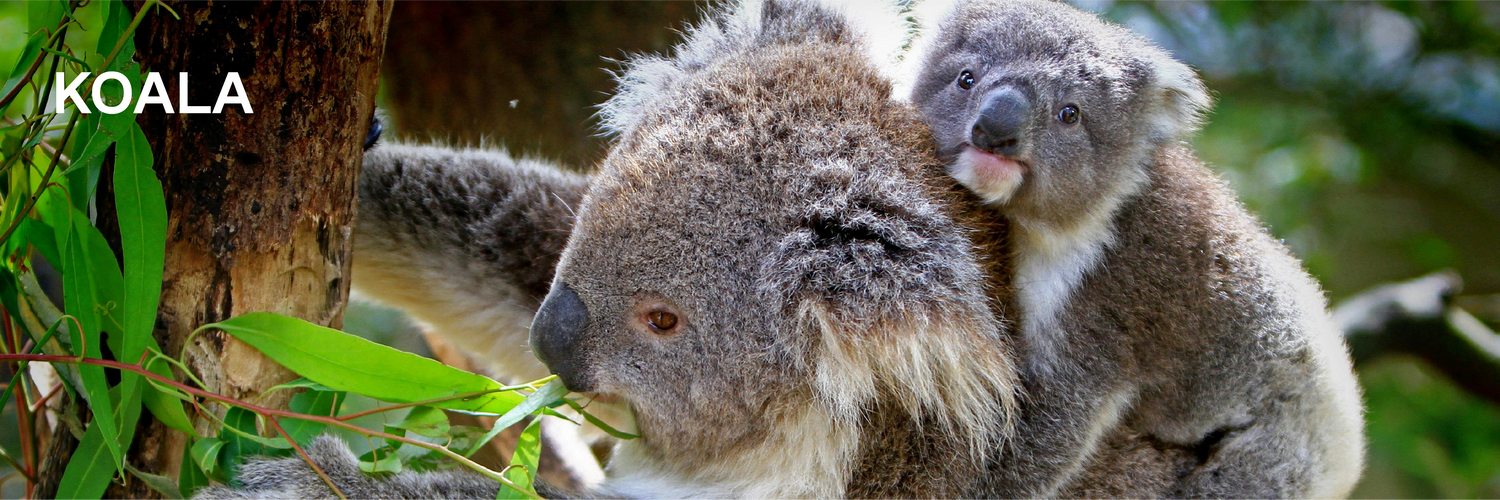 Koala