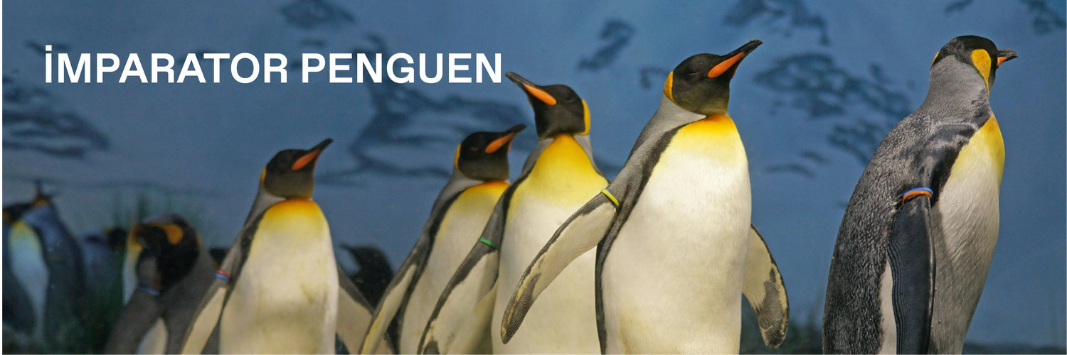 İmparator Penguen